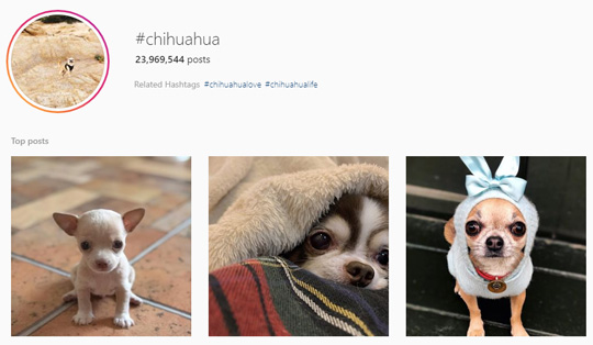 Chihuahua Instagram Hashtag