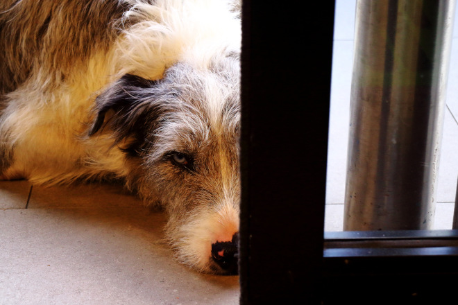 Close up of an Irish Wolfhound facing camera waiting patiently by the Supermarket sliding door